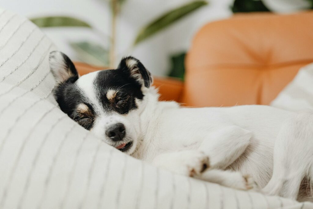 Dog Taking an Afternoon Siesta