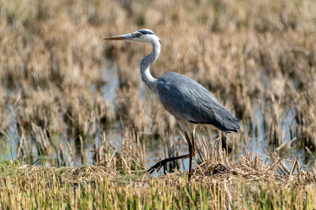 Heron in Spain Marshlands
